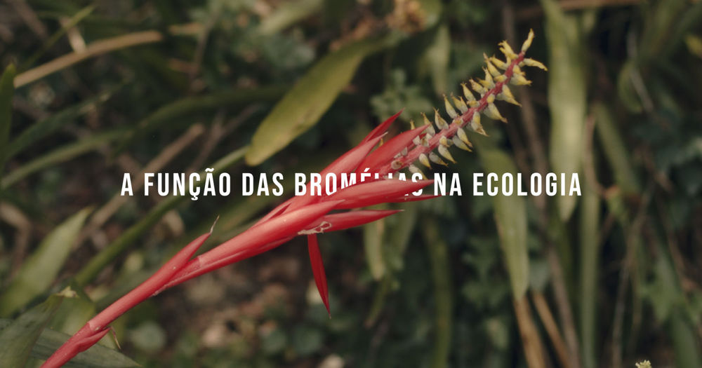 banner bromelias